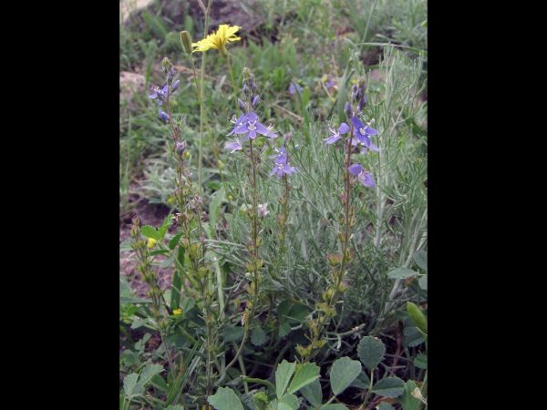 Veronica; V. orientalis
Speedwell (Eng) Ereprijs (Ned)
Trefwoorden: Plant;Plantaginaceae;Bloem;blauw;violet