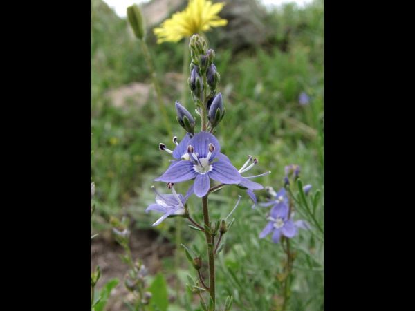 Veronica; V. orientalis
Speedwell (Eng) Ereprijs (Ned)
Trefwoorden: Plant;Plantaginaceae;Bloem;blauw;violet