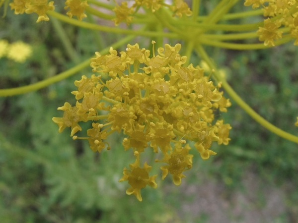 Ferulago; F. setifolia
Trefwoorden: Plant;Apiaceae;Bloem;geel