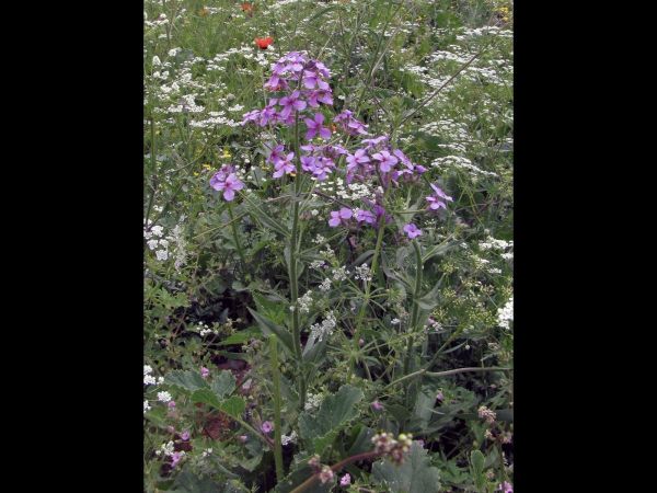 Hesperis matronalis
Dame's Rocket, Damask Violet (Eng) Damastbloem (Ned)
Trefwoorden: Plant;Brassicaceae;Bloem;purper;roze