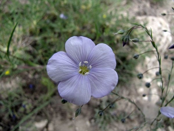 Linum usitatissimum
Flax (Eng) Keten (Tr)
Trefwoorden: Plant;Linaceae;Bloem;blauw
