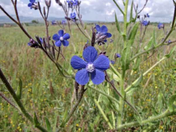 Anchusa azurea
Italian bugloss, Large Blue Alkanet (Eng) Blauwe Ossentong (Ned) دیمهاج (Farsi) لسان الثور الأزرق (Ar)
Trefwoorden: Plant;Boraginaceae;Bloem;blauw
