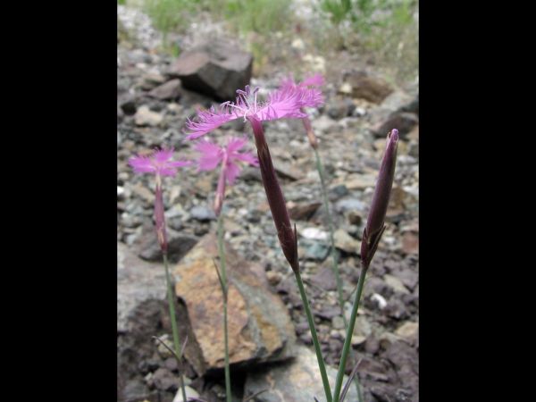 Dianthus; D. orientalis
Carnation (Eng) Karanfil (Turk) Anjer (Ned)
Trefwoorden: Plant;Caryophyllaceae;Bloem;roze
