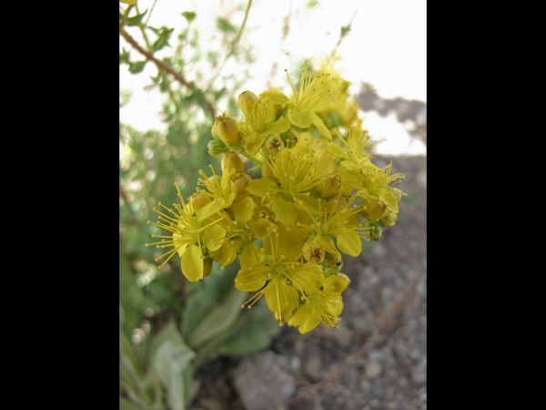 Hypericum; H. scabrum
St. John's Wort (Eng) Hertshooi (Ned)
Trefwoorden: Plant;Hypericaceae;Bloem;geel