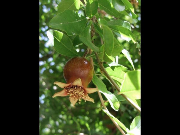 Punica granatum
Pomegranate (Eng)
Trefwoorden: Plant;Boom;Lythraceae;vrucht;cultuurgewas