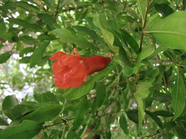 Punica granatum
Pomegranate (Eng)
Trefwoorden: Plant;Boom;Lythraceae;Bloem;rood;cultuurgewas