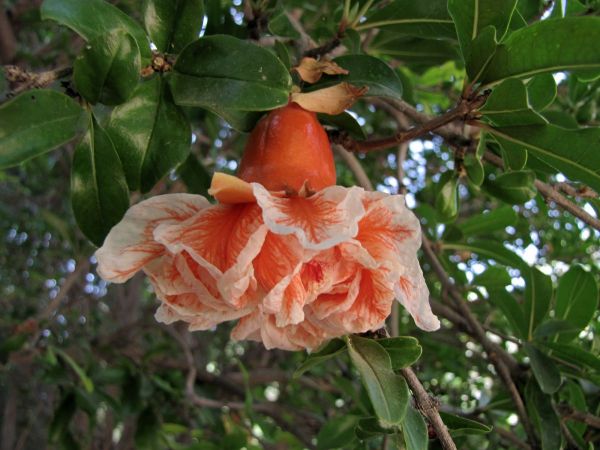 Punica granatum 'Flore Pleno' 
Pomegranate (Eng)
Trefwoorden: Plant;Boom;Lythraceae;Bloem;rood;cultuurgewas