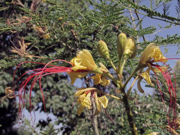 Caesalpinia gilliesii
Bird of Paradise (Eng)
Trefwoorden: Plant;Fabaceae;Bloem;geel
