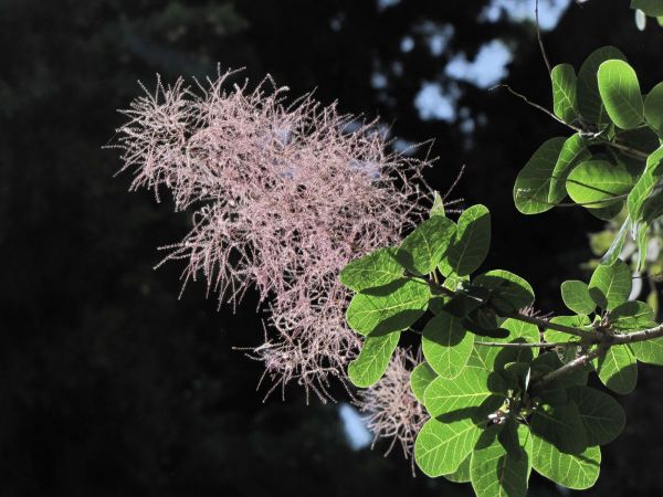 Cotinus coggygria
Eurasian Smoketree, Wigtree (Eng)
Trefwoorden: Plant;Boom;Anacardiaceae;Bloem;roze