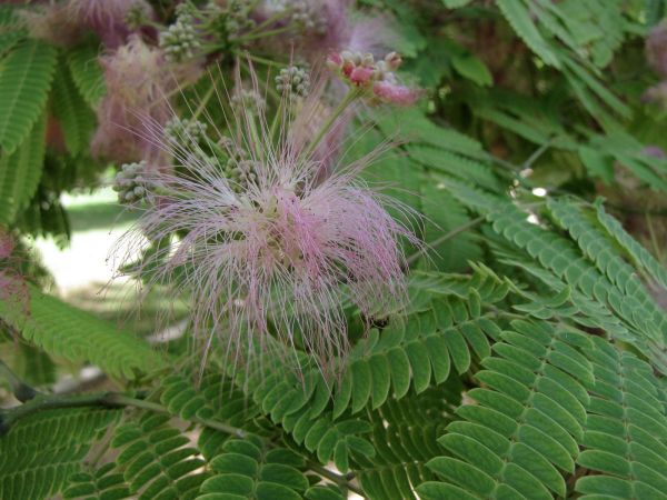 Albizia julibrissin
Persian Silk Tree (Eng)
Trefwoorden: Plant;Boom;Fabaceae;Bloem;roze