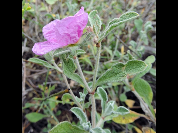Cistus creticus
Pink Rock-rose, Hoary Rock-rose (Eng) Rotsroos (Ned) Kretische Zistrose (Ger)
Trefwoorden: Plant;struik;Cistaceae;Bloem;roze