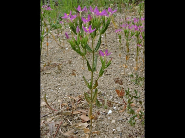 Centaurium tenuiflorum
Slender Centaury (Eng) Tausendgüldenkraut (Ger) 
Trefwoorden: Plant;Gentianaceae;Bloem;roze