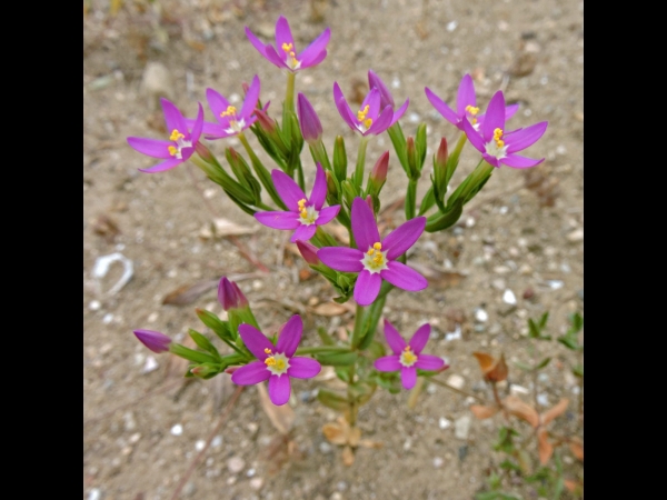 Centaurium tenuiflorum
Slender Centaury (Eng) Tausendgüldenkraut (Ger) 
Trefwoorden: Plant;Gentianaceae;Bloem;roze