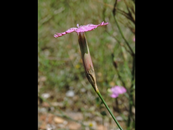 Dianthus; D. deltoides
Maiden Pink (Eng) Steenanjer (Ned) Heide-Nelke (Ger) 
Trefwoorden: Plant;Caryophyllaceae;Bloem;roze
