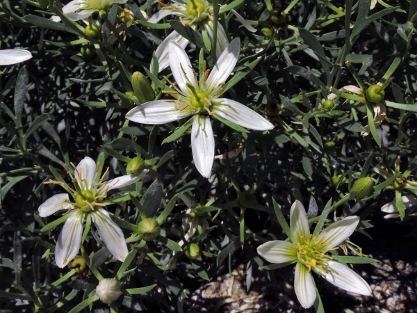 Peganum harmala
Syrian Rue, Turkish Rue (Eng) Syrische Wijnruit (Ned) Syrische Steppenraute (Ger)
Trefwoorden: Plant;Nitrariaceae;Bloem;wit