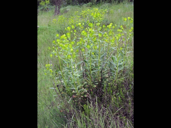 Euphorbia amygdaloides
Wood Spurge (Eng) Zerana (Tr) Amandelwolfsmelk (Ned) Mandelwolfsmilch (Ger)
Trefwoorden: Plant;Euphorbiaceae;Bloem;groen