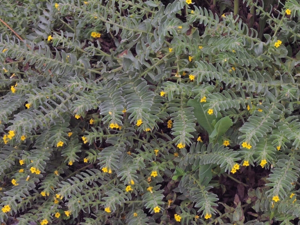 Alkanna orientalis
Yellow Alkanet (Eng) Sarı Sormuk (Tr) Orient-Fleckenkraut (Ger)
Trefwoorden: Plant;Boraginaceae;Bloem;geel