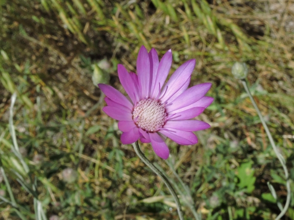 Xeranthemum annuum
Pink Everlasting (Eng) Kâğıt Çiçeği (Tr) Papierbloem (Ned) Spreublume (Ger)
Trefwoorden: Plant;Asteraceae;Bloem;roze;tuinplant