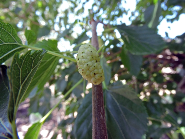 Morus; M. alba
Common Mulberry, White Mulberry (Eng) Beyaz Dut (Tr) Witte Moerbei (Ned) Weiße Maulbeere (Ger)
Trefwoorden: Plant;Boom;Moraceae;vrucht