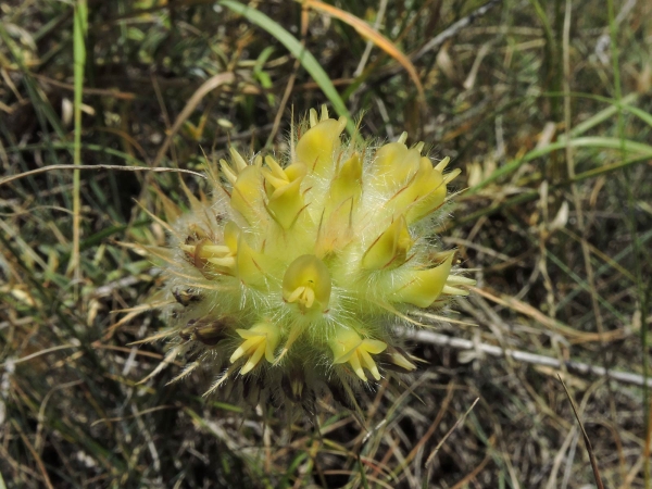 Astragalus aureus
Trefwoorden: Plant;struik;Fabaceae;Bloem;geel