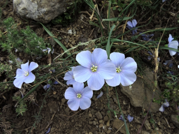 Linum
Flax (Eng) Keten (Tr) Vlas (Ned) Lein (Ger)
Trefwoorden: Plant;Linaceae;Bloem;blauw