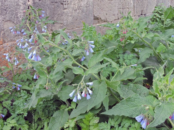 Symphytum caucasicum
Caucasian Comfrey (Eng) Kaukasus-Beinwell (Ger)
Trefwoorden: Plant;Boraginaceae;Bloem;blauw;tuinplant