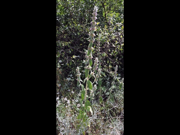 Stachys cretica
Cretan Hedgenettle (Eng) Kretischer Ziest (Ger) Deliçay (tr)
Trefwoorden: Plant;Lamiaceae;Bloem;roze