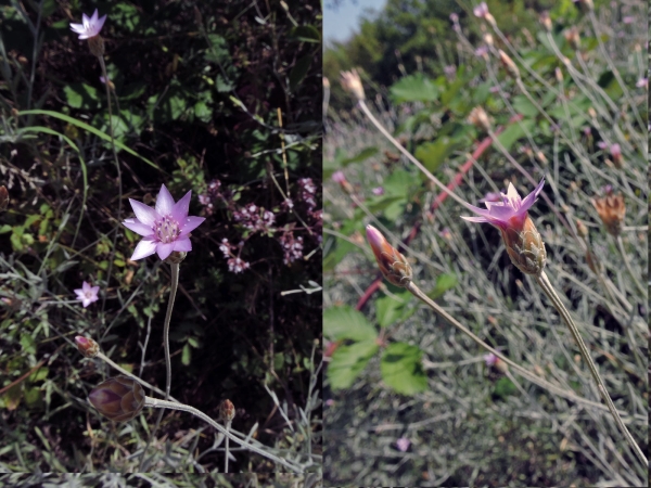 Xeranthemum cylindraceum
Cylindrical Xeranthemum (Eng) Deli Kâğıtçiçeği (Tr) Spreublume (Ger)
Trefwoorden: Plant;Asteraceae;Bloem;roze