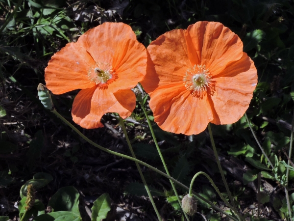 Papaver armeniacum
Armenian poppy (Eng) Armenischer Mohn (Ger)
Trefwoorden: Plant;Papaveraceae;Bloem;oranje