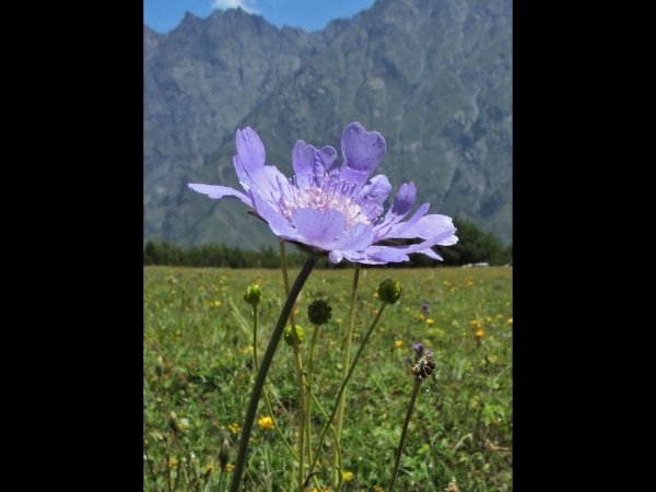 Lomelosia caucasica
Caucasian pincushion flower, Caucasian scabious (Eng) Zarif Uyuzotu (Tr) Kaukasisch Duifkruid (Ned)
Trefwoorden: Plant;Caprifoliaceae;Bloem;blauw