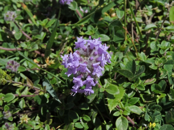 Ziziphora clinopodioides
Blue Mint Bush (Eng) Dağ Reyhanı (Tr)
Trefwoorden: Plant;Lamiaceae;Bloem;blauw
