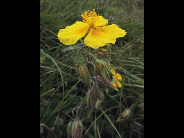 Helianthemum nummularium
Common Rockrose, Little Sunrose (Eng) Güngülü (Turk) Geel Zonneroosje (Ned) Gelbes Sonnenröschen (Ger)
Trefwoorden: Plant;Cistaceae;Bloem;geel