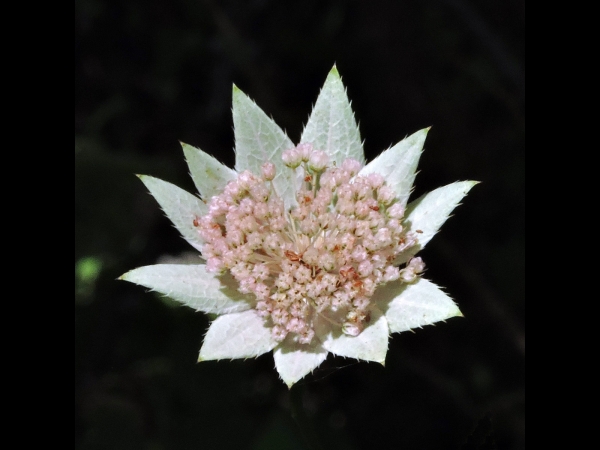 Astrantia maxima
Great Masterwort (Eng) Zeeuws Knoopje, Groot Sterrenscherm (Ned) Yıldızca (Tr)
Trefwoorden: Plant;Apiaceae;Bloem;roze