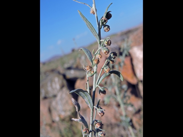 Artemisia absinthium
Common Wormwood Absinthium (Eng) Absintalsem (Ned) Wermut (Ger) Acı Pelin (Tr) 
Trefwoorden: Plant;Asteraceae;Bloem;geel
