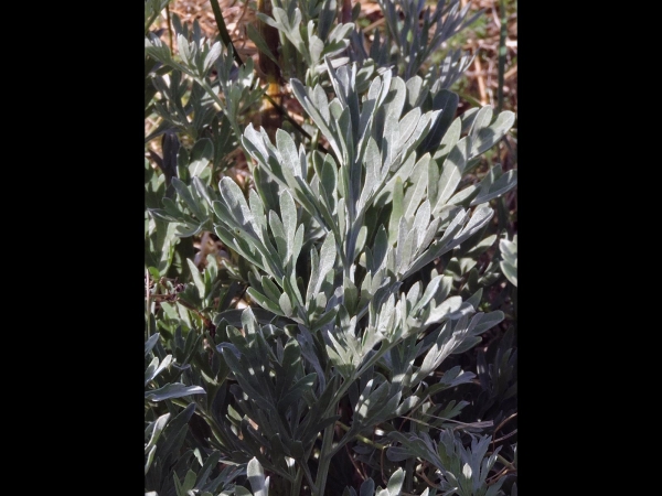 Artemisia absinthium
Common Wormwood Absinthium (Eng) Absintalsem (Ned) Wermut (Ger) Acı Pelin (Tr) 
Trefwoorden: Plant;Asteraceae;Bloem;geel