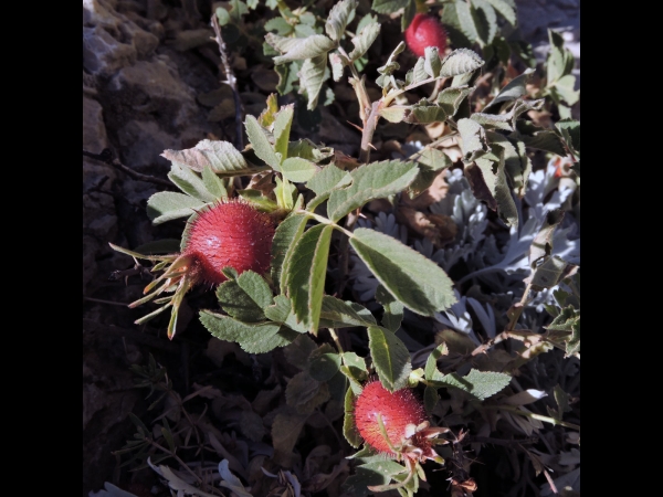 Rosa villosa
Apple Rose (Eng) Viltroos (Ned) Apfel-Rose (Ger)
Trefwoorden: Plant;struik;Rosaceae;vrucht