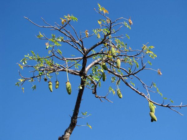 Adansonia digitata
Baobab (Eng) Apenbroodboom (Ned) 
Trefwoorden: Plant;Boom;Malvaceae;vrucht