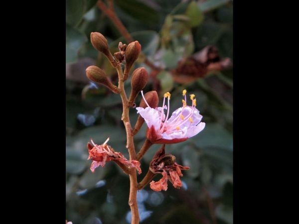 Baikiaea plurijuga
Zambezi Teak (Eng) Zambeszi-kiaat (Afr)
Trefwoorden: Plant;Boom;Fabaceae;Bloem;roze