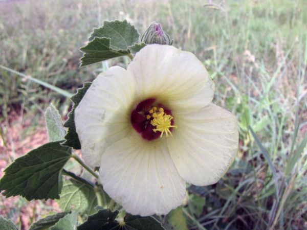 Hibiscus calyphyllus
Lemon Yellow Rosemallow (Eng) Wildestokroos (Afr) 
Trefwoorden: Plant;Malvaceae;Bloem;wit