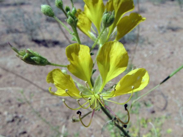 Cleome foliosa
Yellow Glory (Eng)
Trefwoorden: Plant;Cleomaceae;Bloem;geel