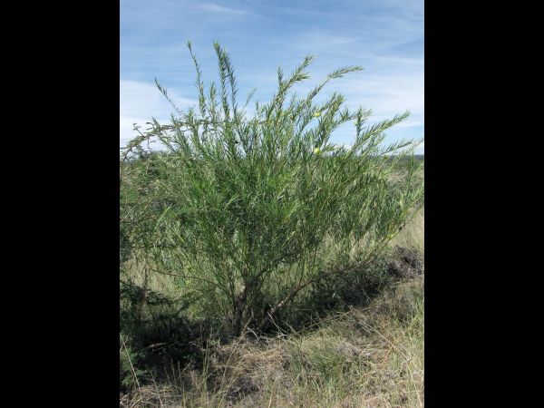 Gomphocarpus fruticosa
African Milkweed (Eng) Melkbos (Afr)
Trefwoorden: Plant;Apocynaceae