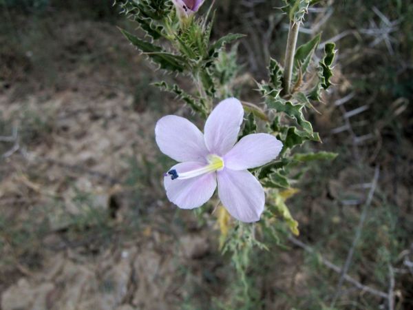 Barleria rigida
Scorpion thistle  (Eng) Skerpioendissel (Afr)
Trefwoorden: Plant;Acanthaceae;Bloem;lila