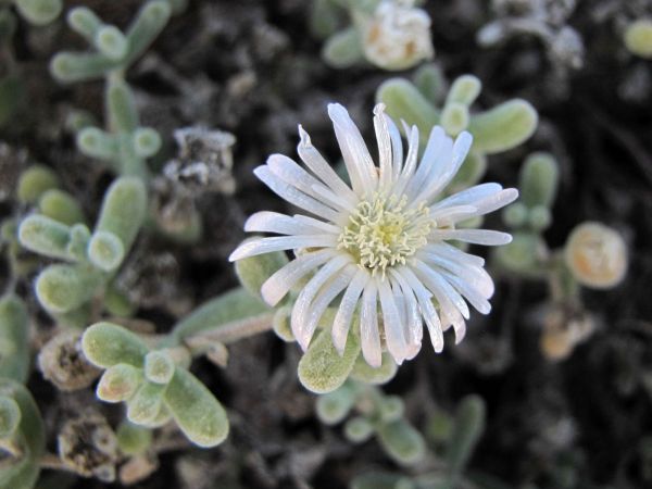 Drosanthemum luederitzii
Trefwoorden: Plant;Aizoaceae;Bloem;wit