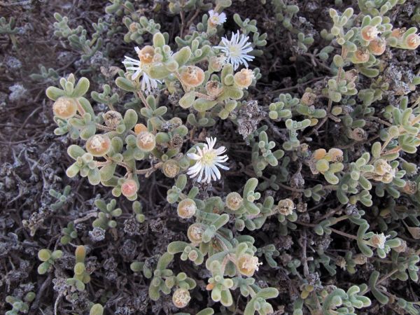 Drosanthemum luederitzii
Namib Dewfig, Luderitz Dew Fig (Eng)
Trefwoorden: Plant;Aizoaceae;Bloem;wit