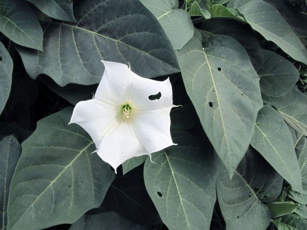 Datura inoxia
Downy thorn apple (Eng) Harige Stinkblaar (Afr)
Trefwoorden: Plant;Solanaceae;Bloem;wit