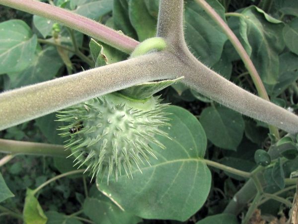 Datura inoxia
Downy thorn apple (Eng) Harige Stinkblaar (Afr)
Trefwoorden: Plant;Solanaceae;vrucht