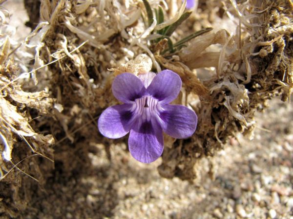 Aptosimum spinescens
Karooviolet (Eng) Doringviooltjie (Afr)
Trefwoorden: Plant;Scrophulariaceae;Bloem;blauw;paars