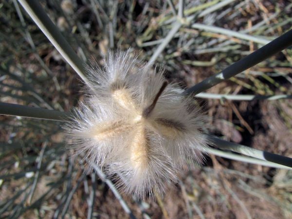 Sisyndite spartea
Desert Broom (Eng) Besembos (Afr) 
Trefwoorden: Plant;Zygophyllaceae;vrucht