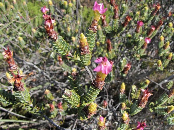Saltera sarcocolla
Cape Fellwort (Eng) Vlieëbossie (Afr)
Trefwoorden: Plant;Penaeaceae;Bloem;roze