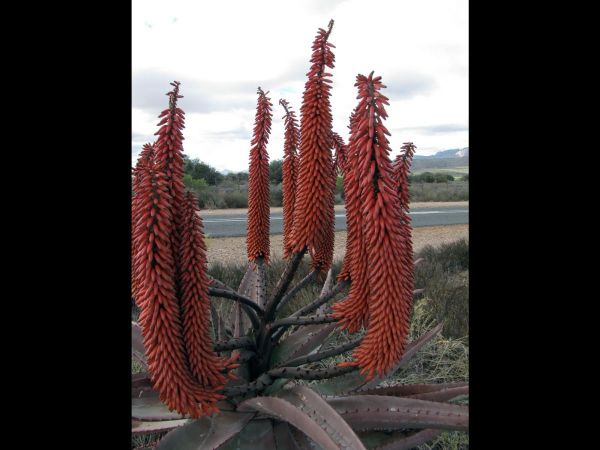 Aloe ferox
Bitter Aloë (Eng) Bitteraalwyn (Afr)
Trefwoorden: Plant;Asphodelaceae;Bloem;rood;oranje